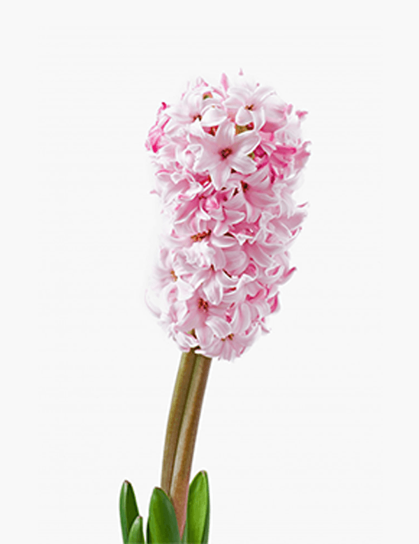 Pink Flower Collection
