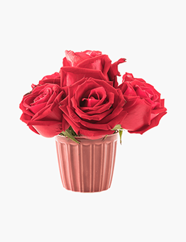 Red Rose Special